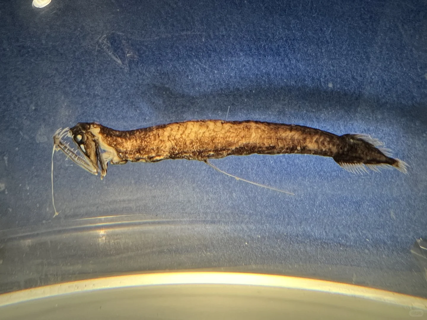 《触摸深海》特展，不看真的很遗憾！