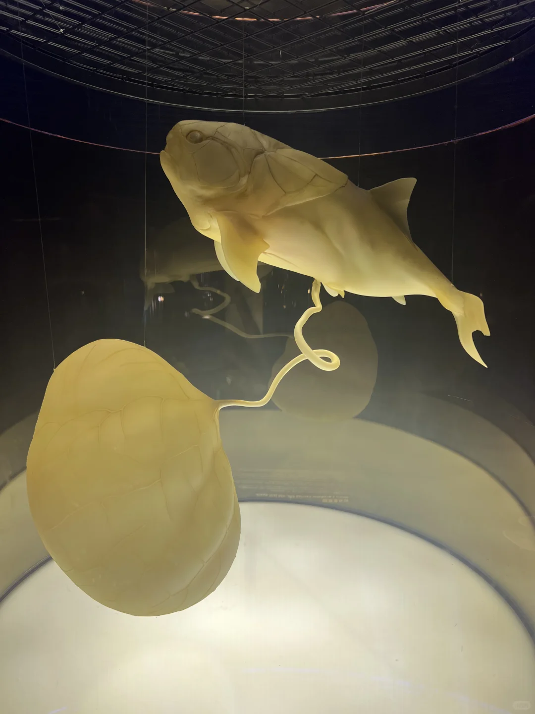 《触摸深海》特展，不看真的很遗憾！