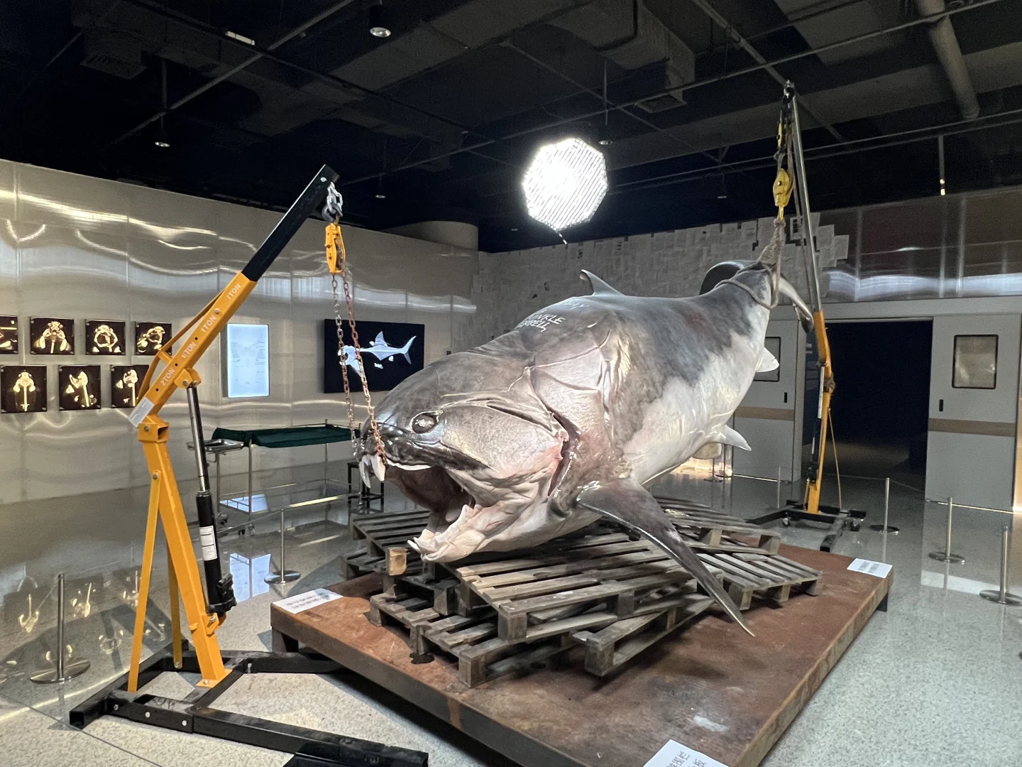 《触摸深海》特展，不看真的很遗憾！