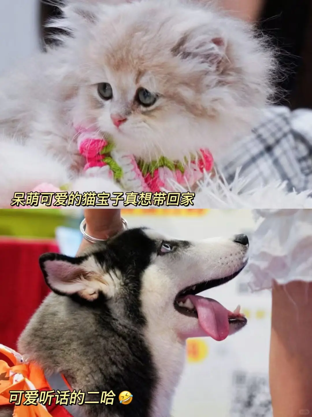 10月杭州第六届华东宠物展一起呀！