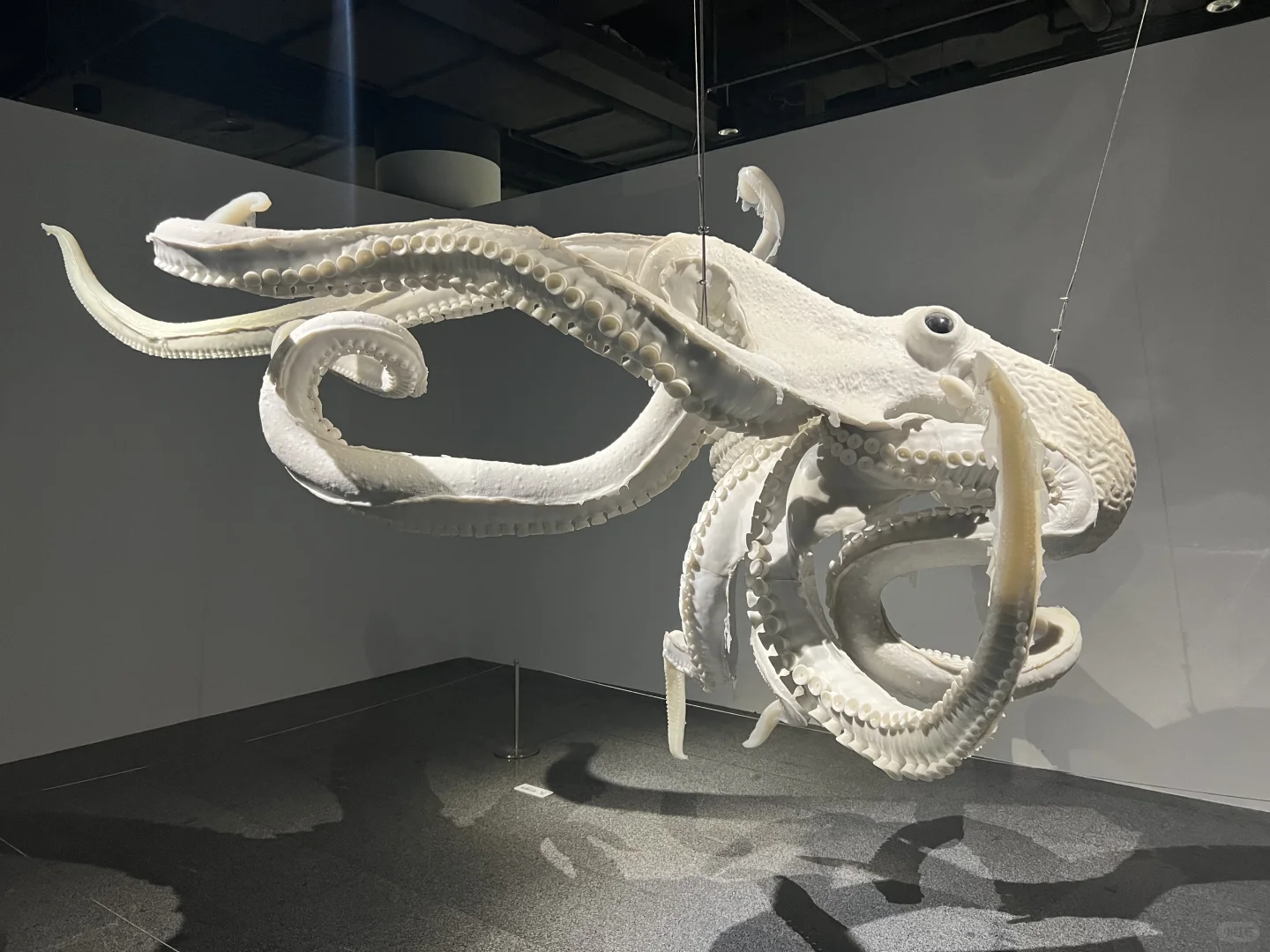 《触摸深海》特展，不看真的很遗憾！