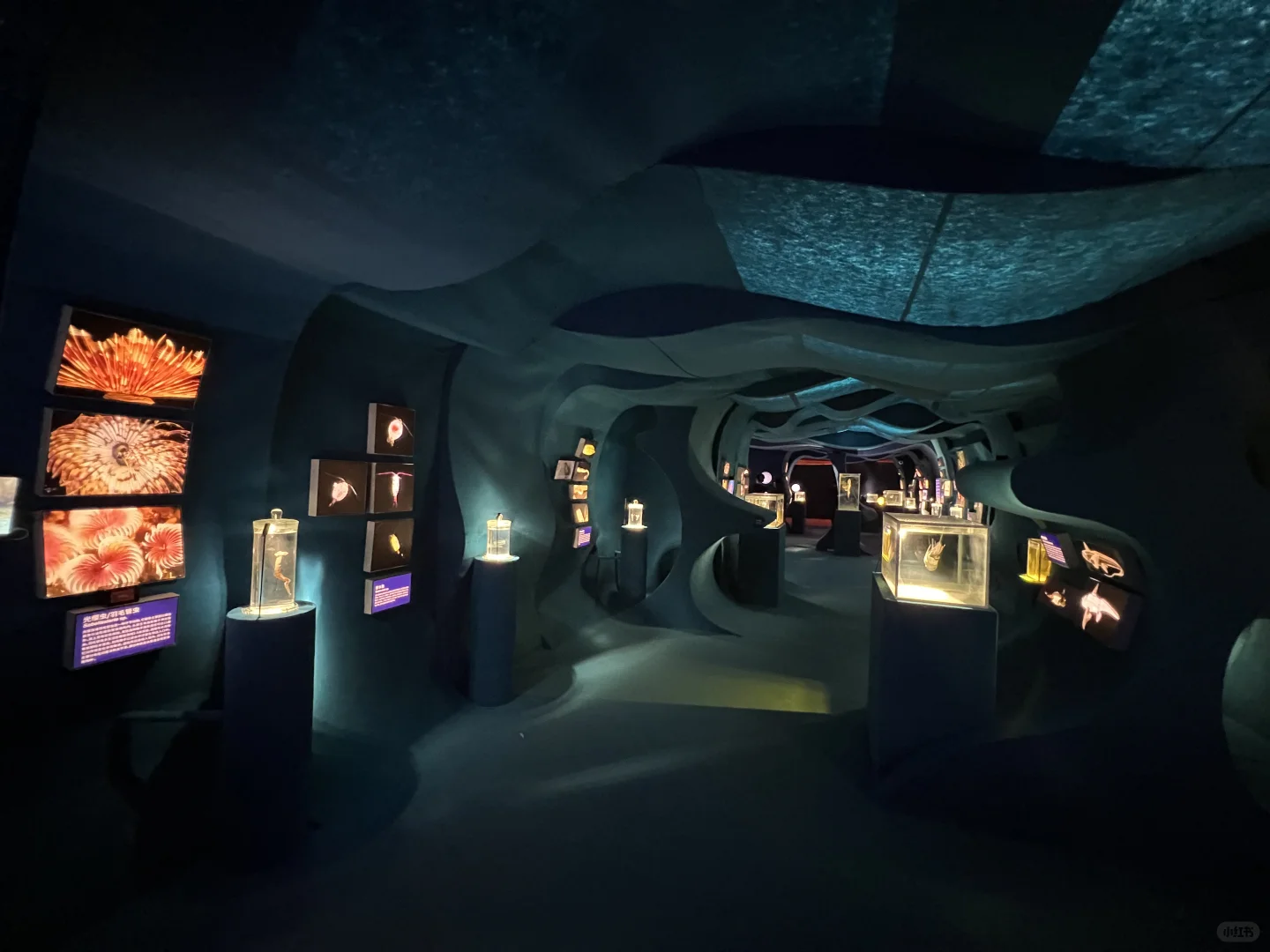 《触摸深海》特展，不看真的很遗憾！