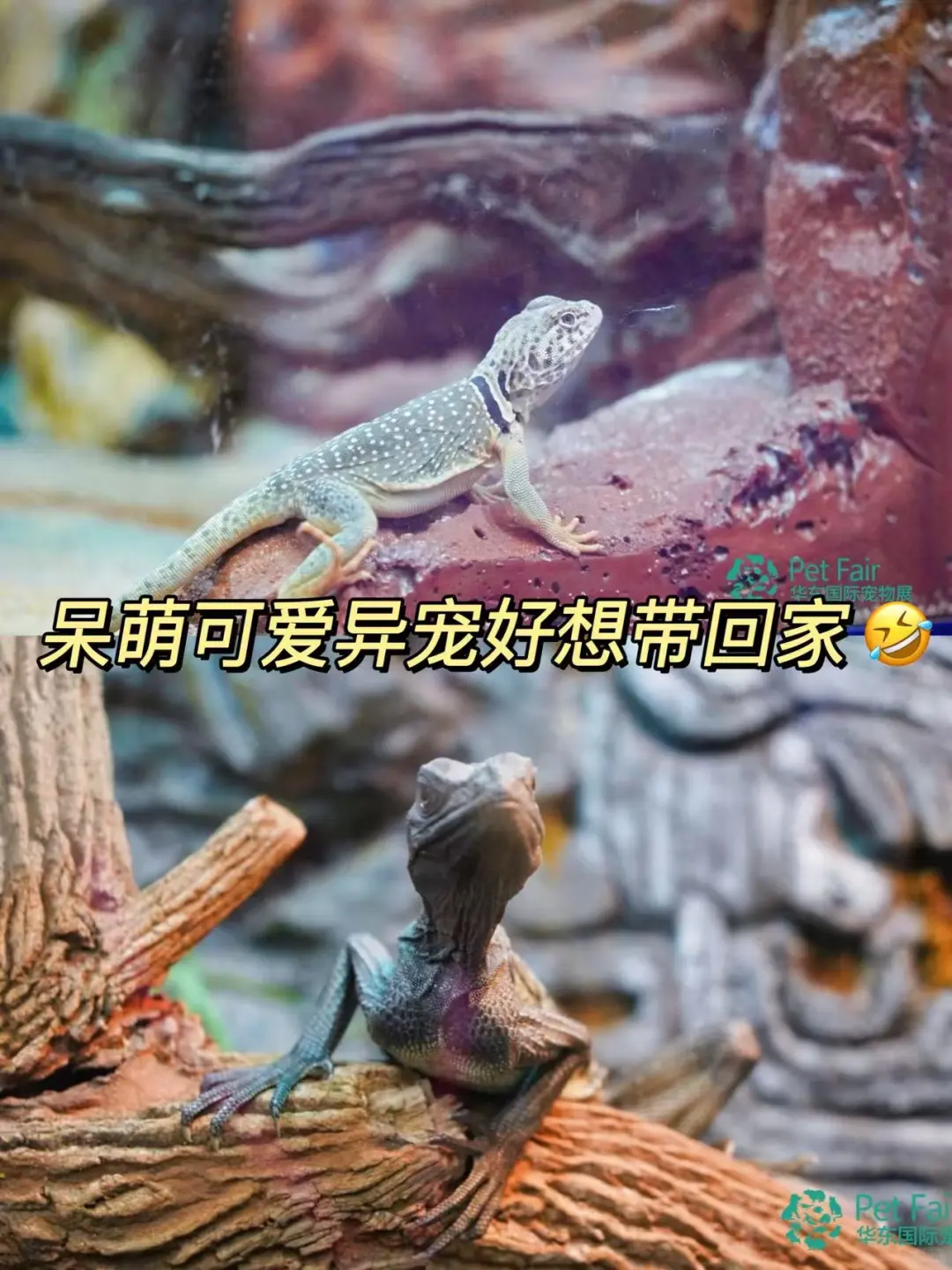 10月杭州第六届华东宠物展一起呀！