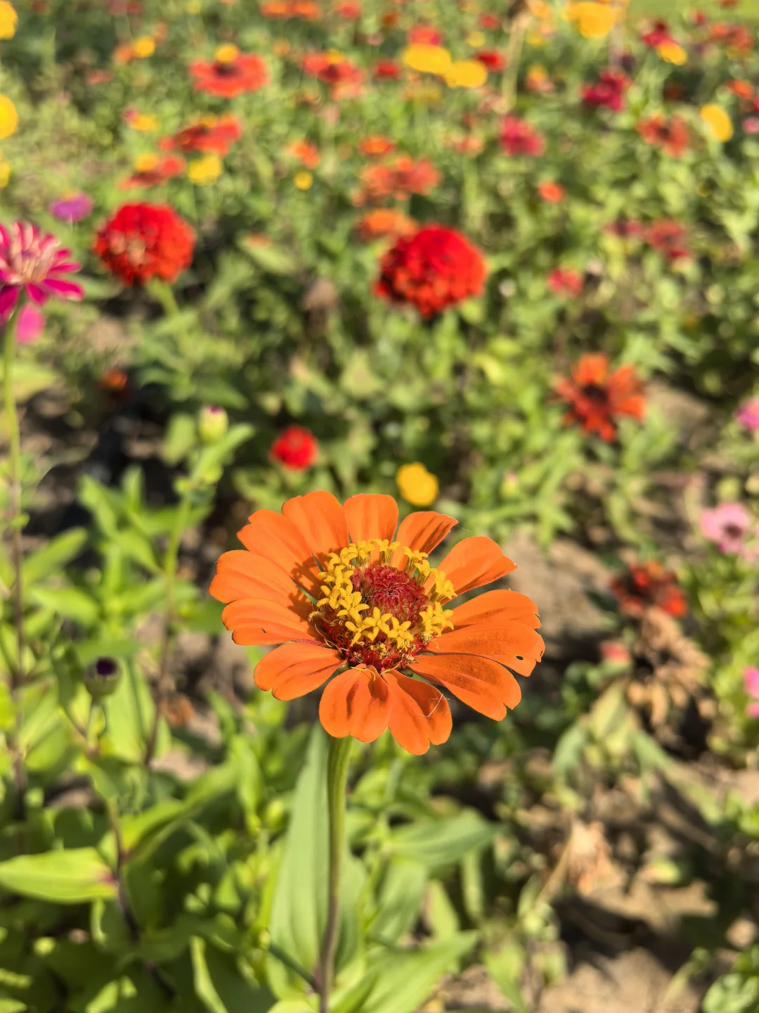 骑行打卡国家会展中心生态公园2025/9/10