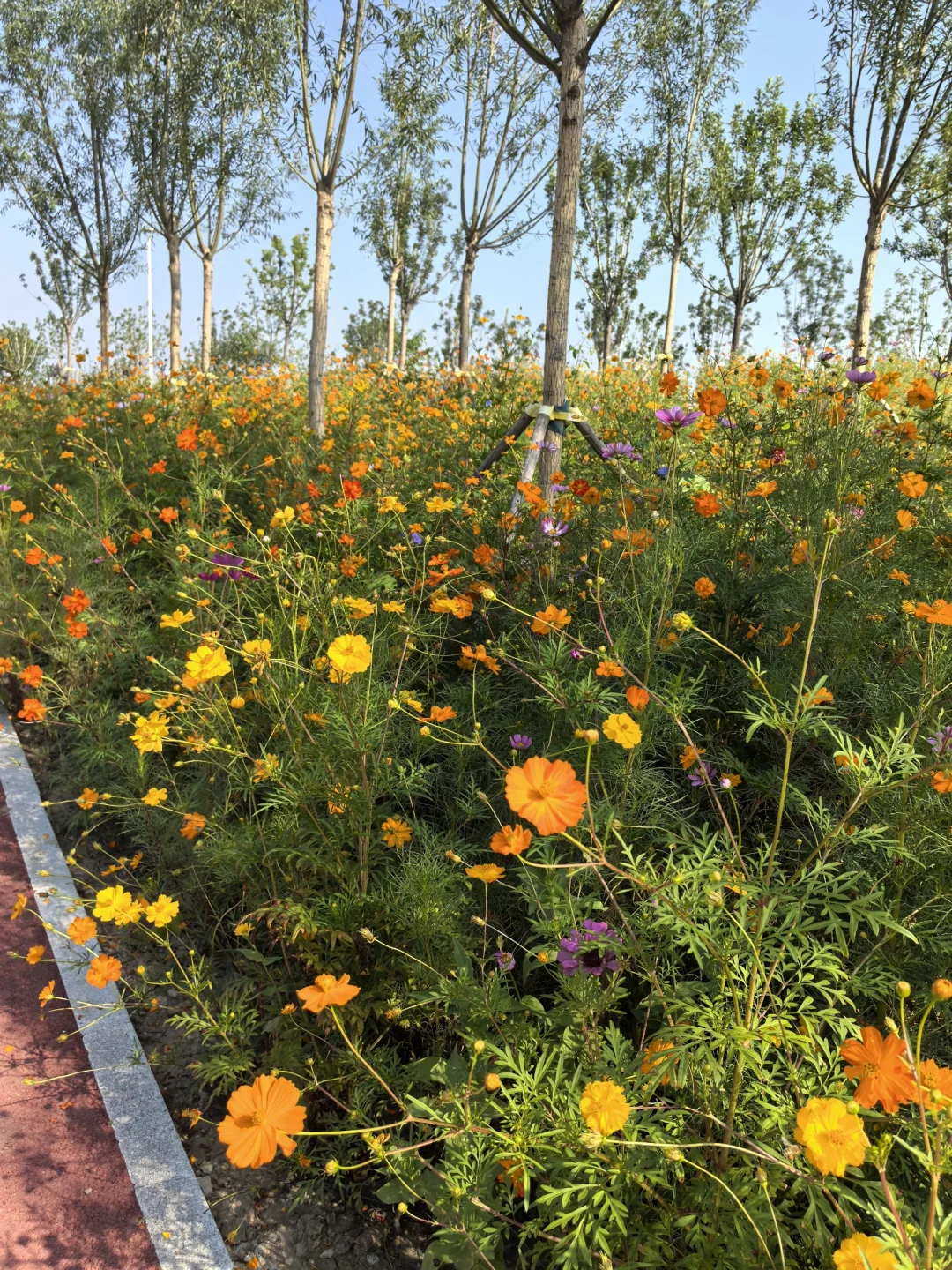 骑行打卡国家会展中心生态公园2025/9/10