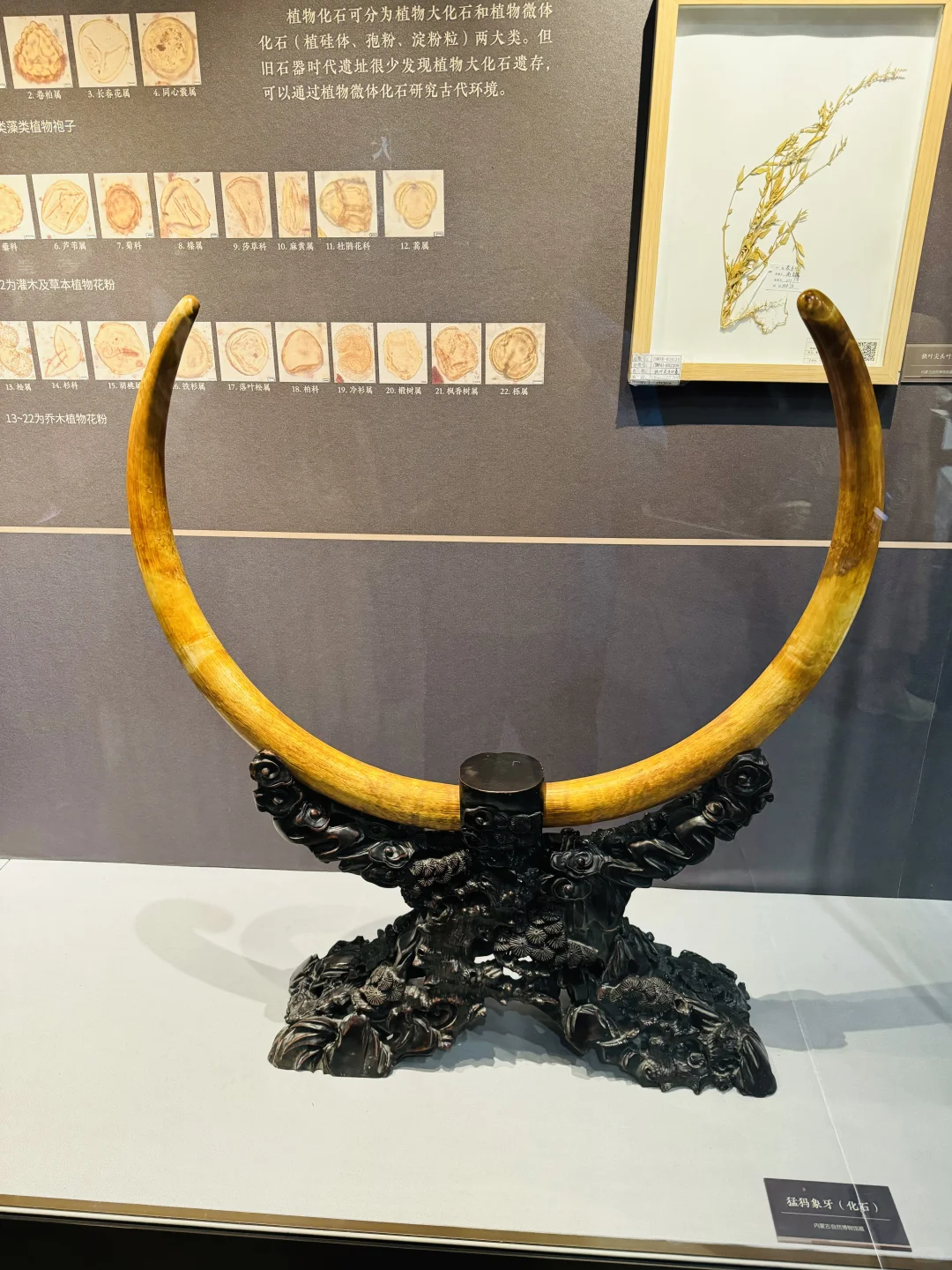 石启北疆·旧石器时代华章—大窑遗址考古成果