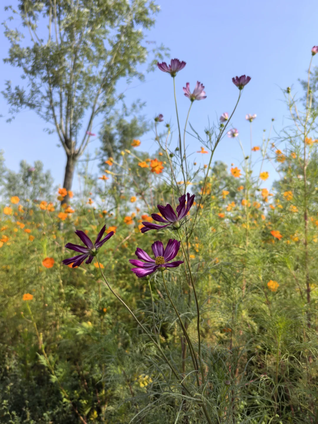 骑行打卡国家会展中心生态公园2025/9/10