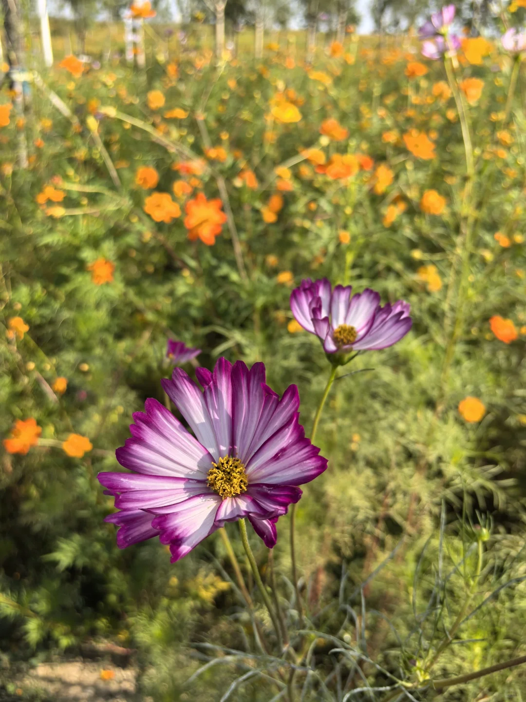 骑行打卡国家会展中心生态公园2025/9/10