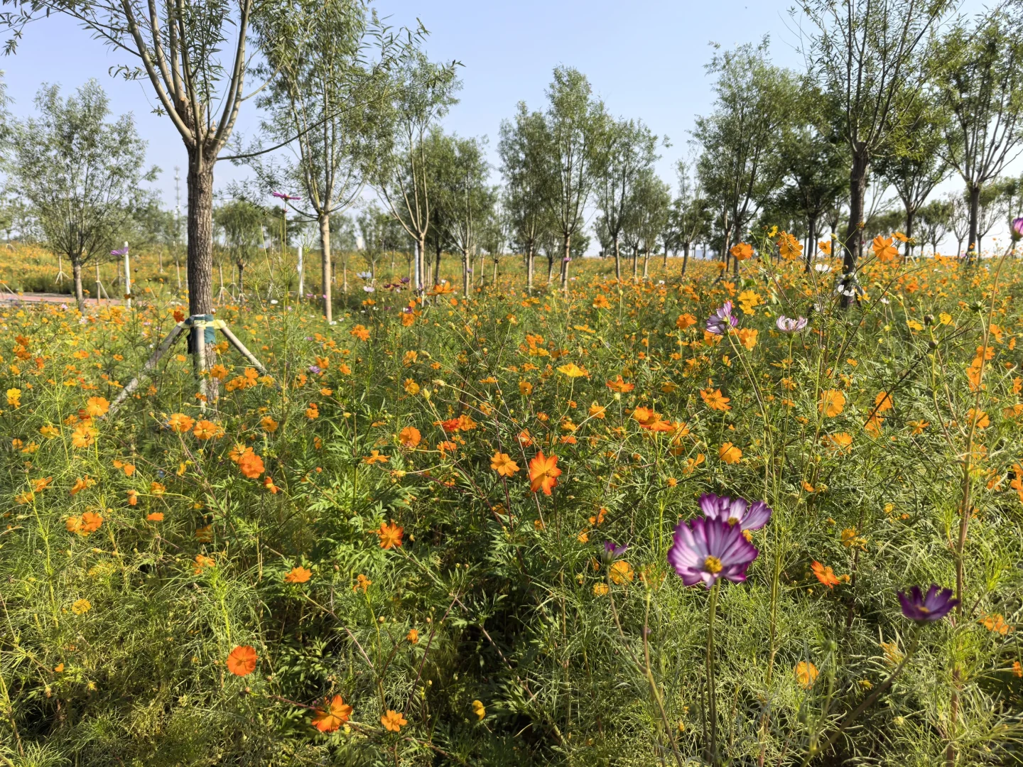 骑行打卡国家会展中心生态公园2025/9/10