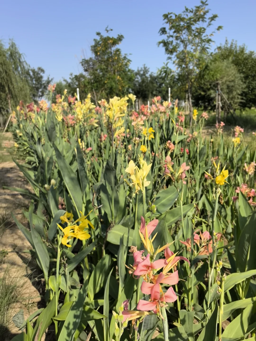 骑行打卡国家会展中心生态公园2025/9/10