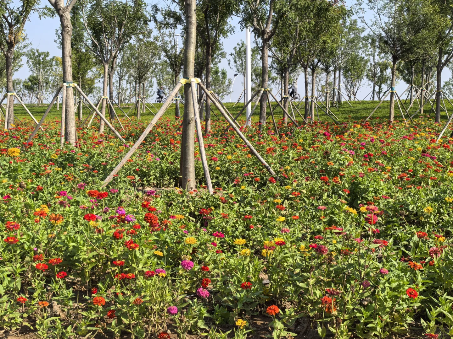 骑行打卡国家会展中心生态公园2025/9/10