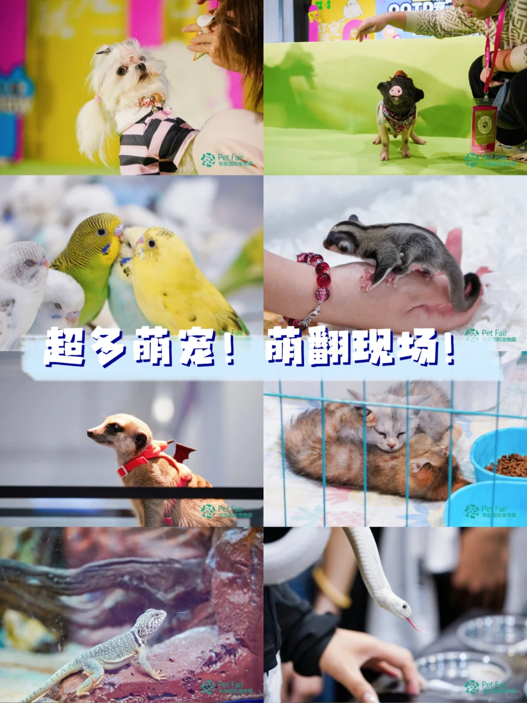 杭州宠展天花板！第6届华东宠物展冲鸭
