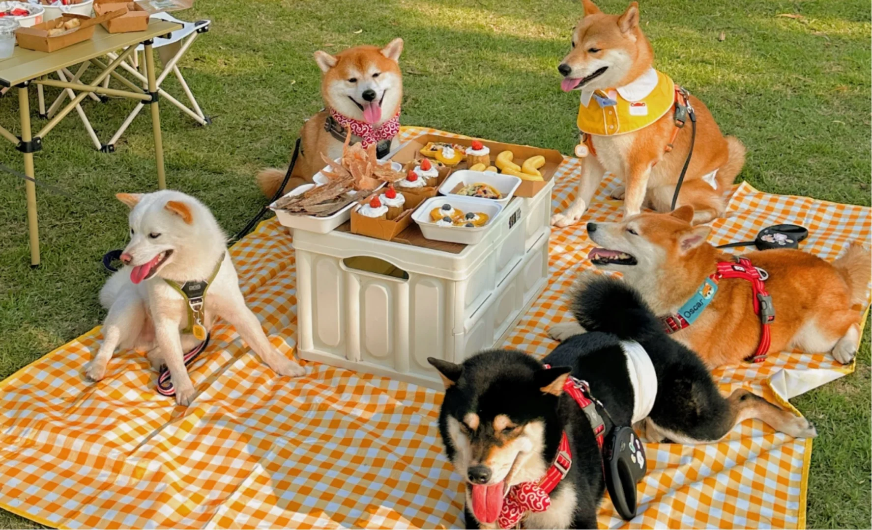 ? 它博集上海站即将开始 老规矩?*5