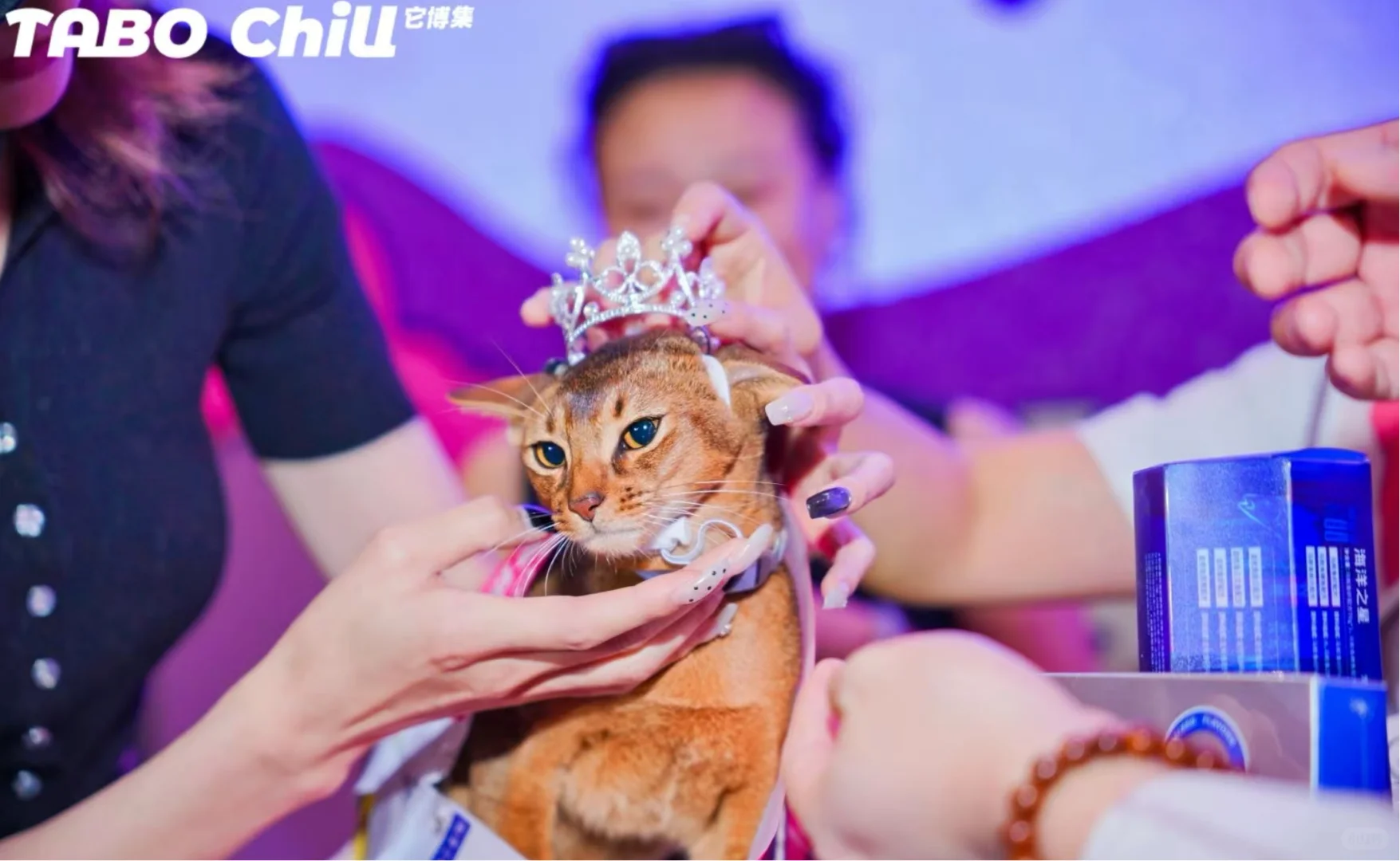 ? 它博集上海站即将开始 老规矩?*5