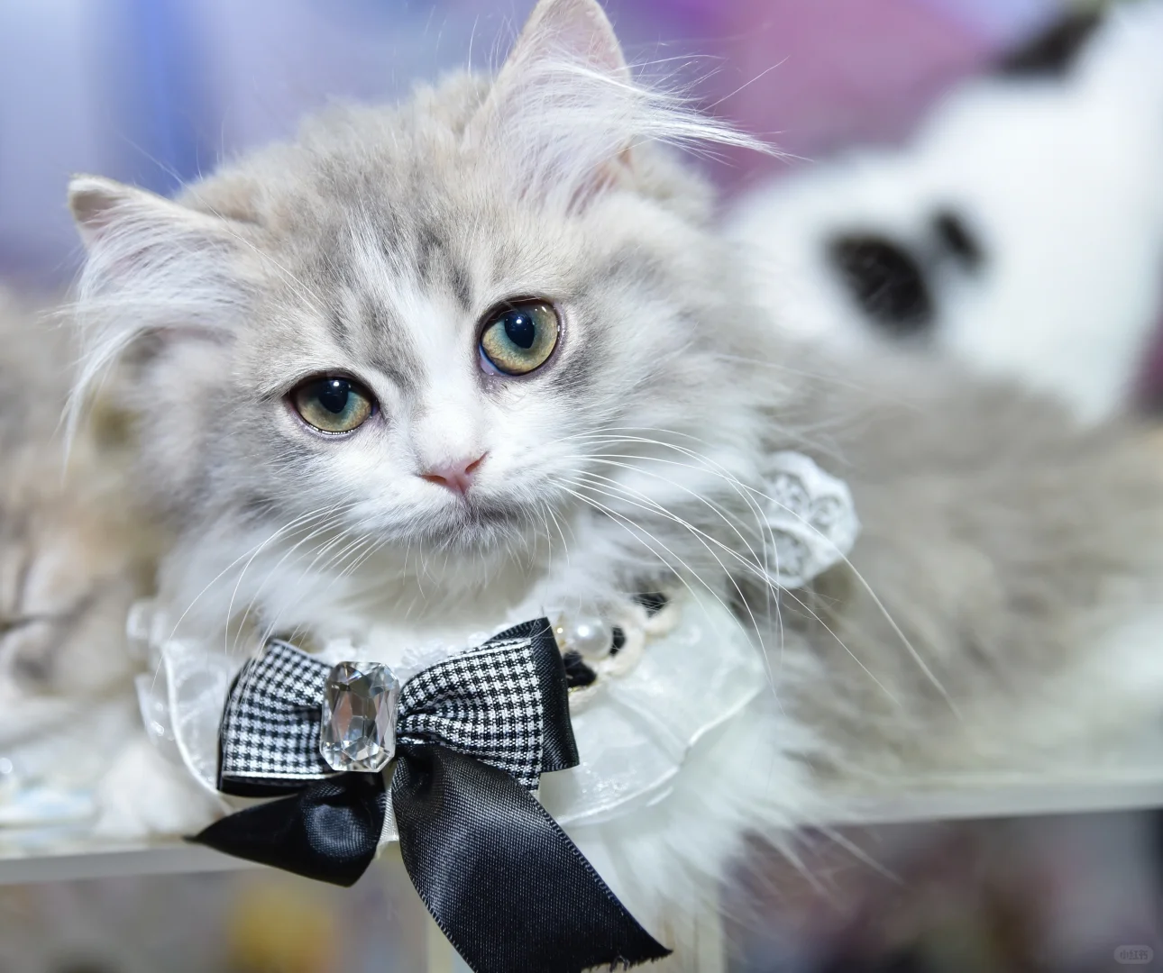 谁懂啊!在 2025世宠博览会现场被萌到昏古七