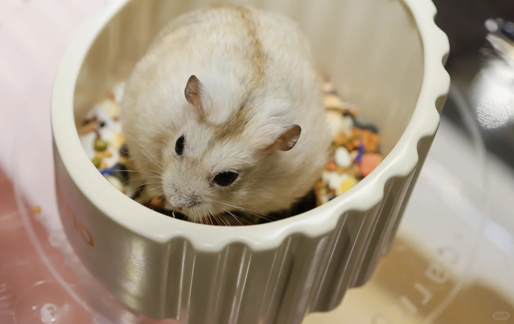 谁懂啊!在 2025世宠博览会现场被萌到昏古七