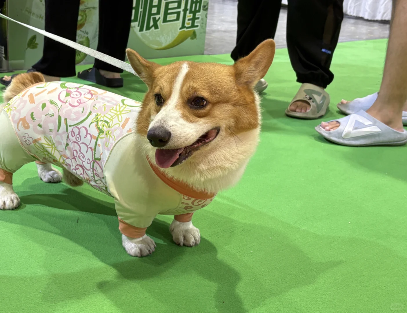 谁懂啊!在 2025世宠博览会现场被萌到昏古七