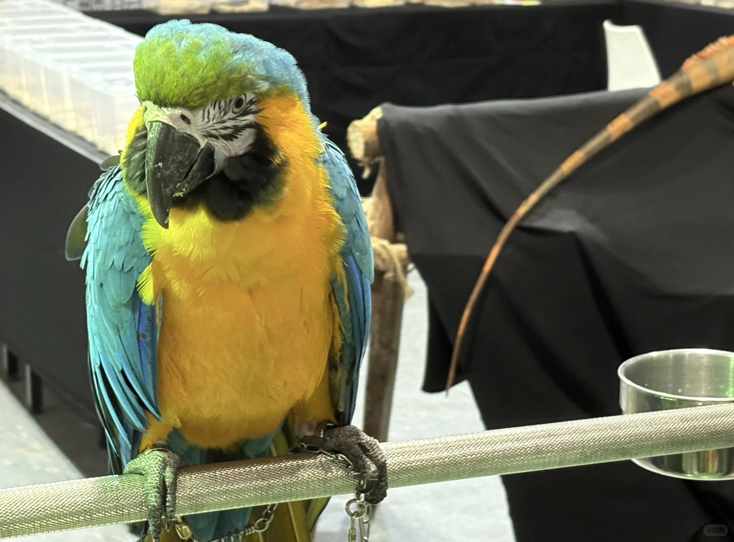 谁懂啊!在 2025世宠博览会现场被萌到昏古七