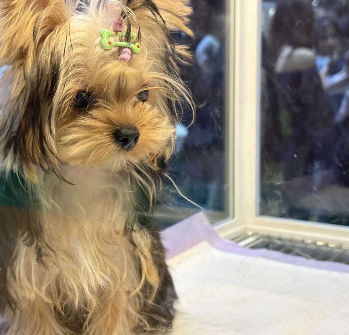 谁懂啊!在 2025世宠博览会现场被萌到昏古七