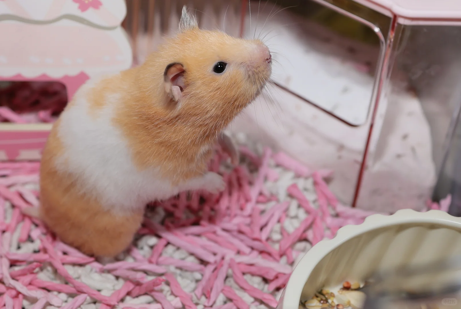 谁懂啊!在 2025世宠博览会现场被萌到昏古七