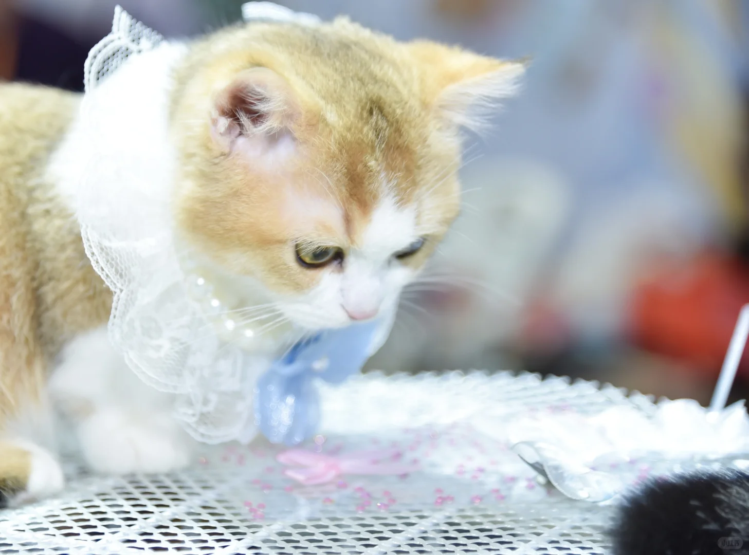 谁懂啊!在 2025世宠博览会现场被萌到昏古七