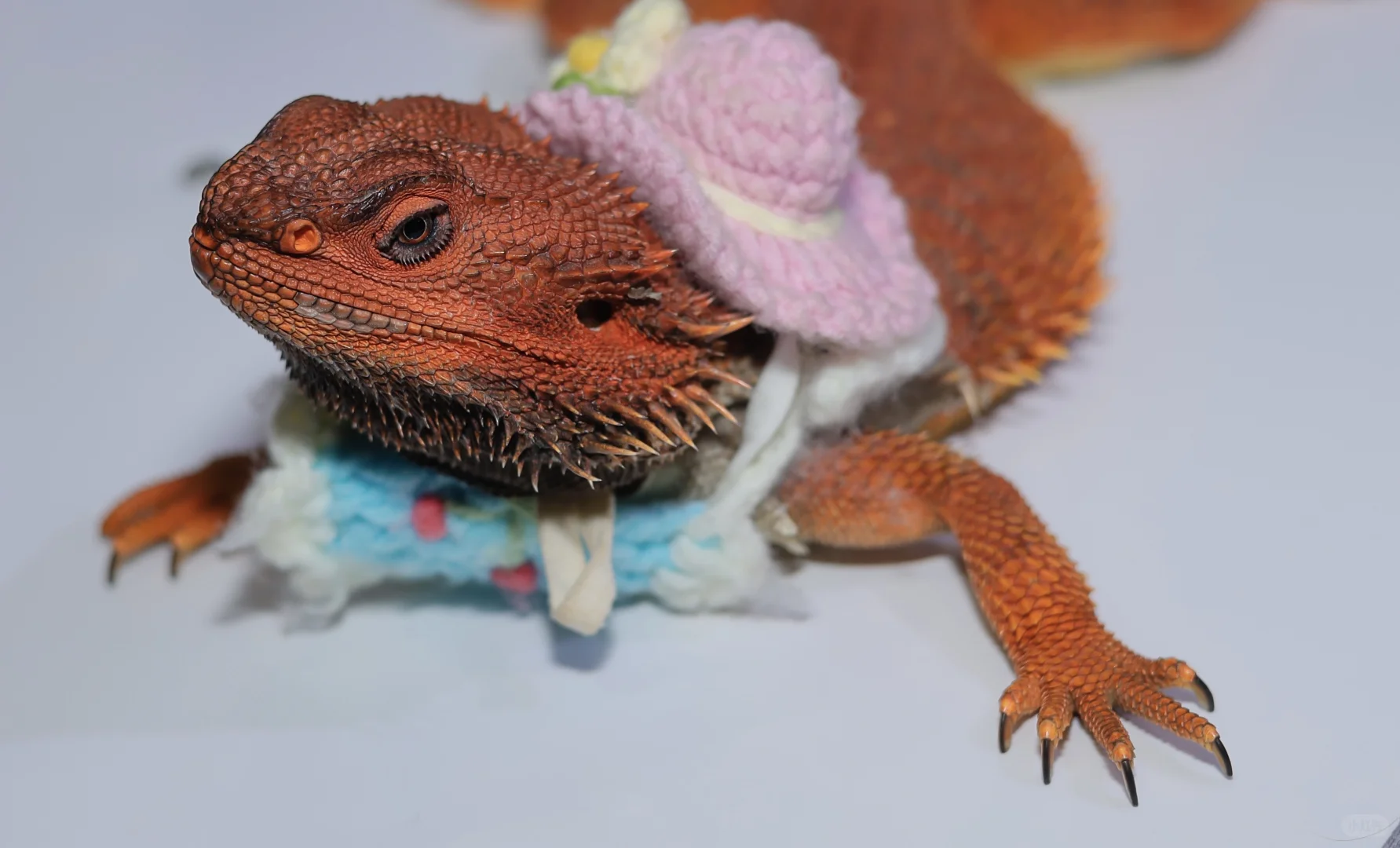 谁懂啊!在 2025世宠博览会现场被萌到昏古七