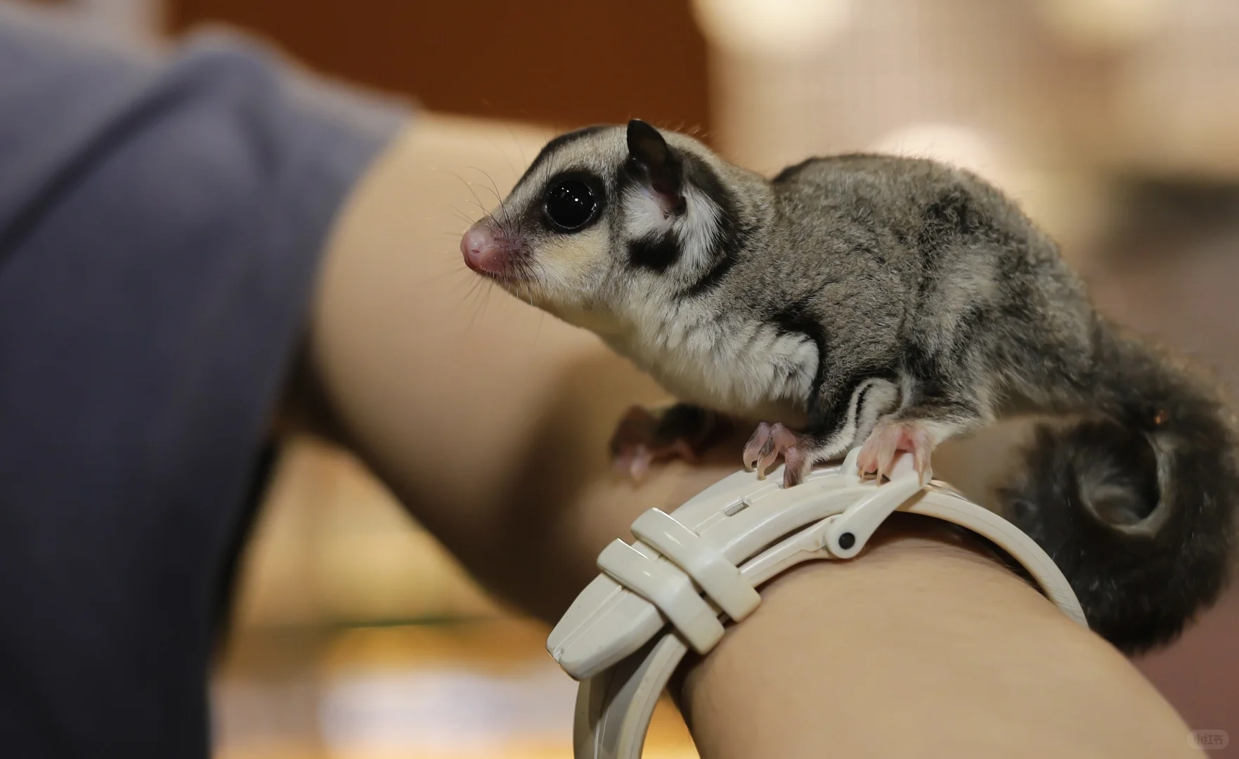 谁懂啊!在 2025世宠博览会现场被萌到昏古七