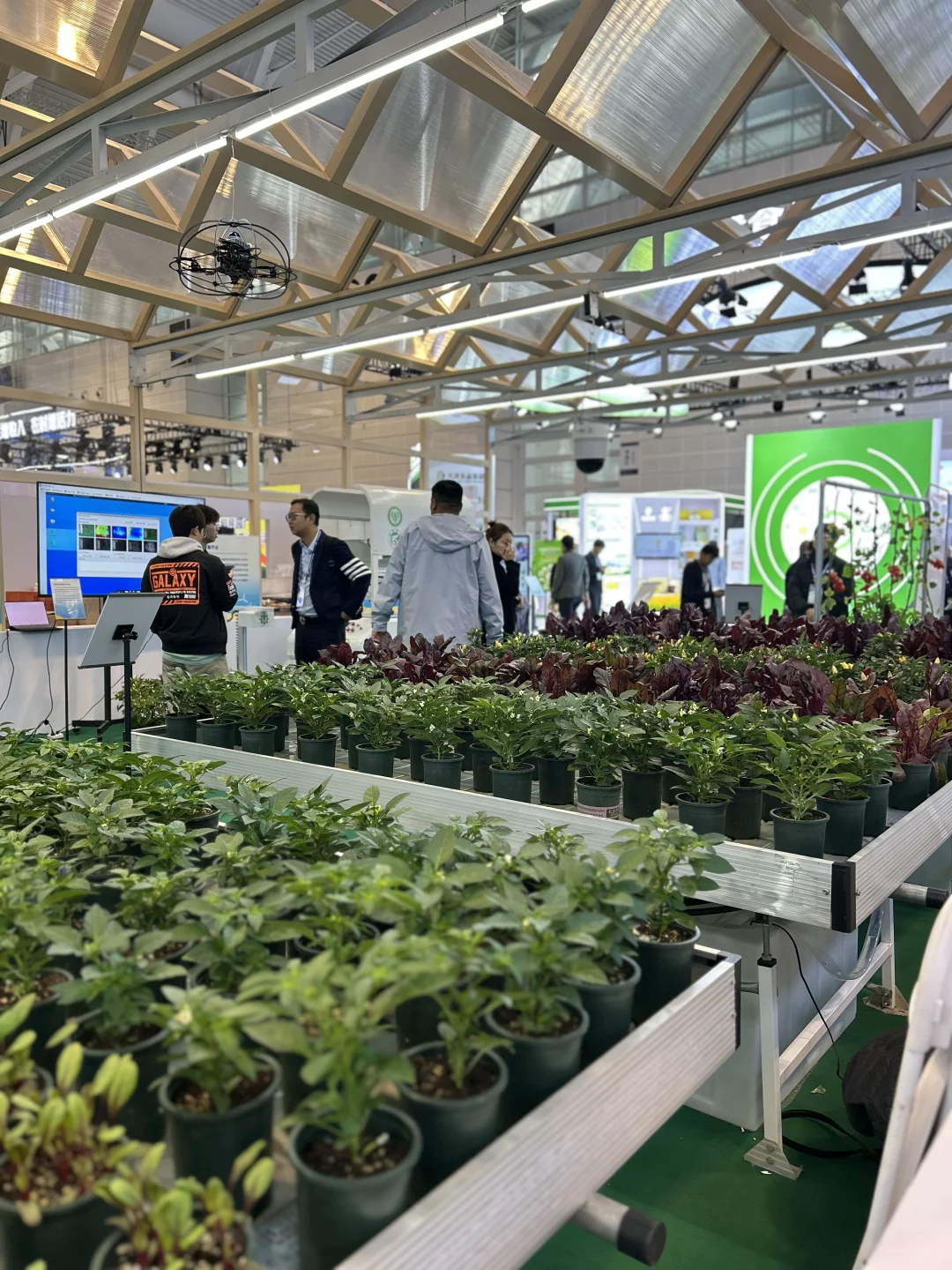 在国际农产品交易会现场—1（17–19日）