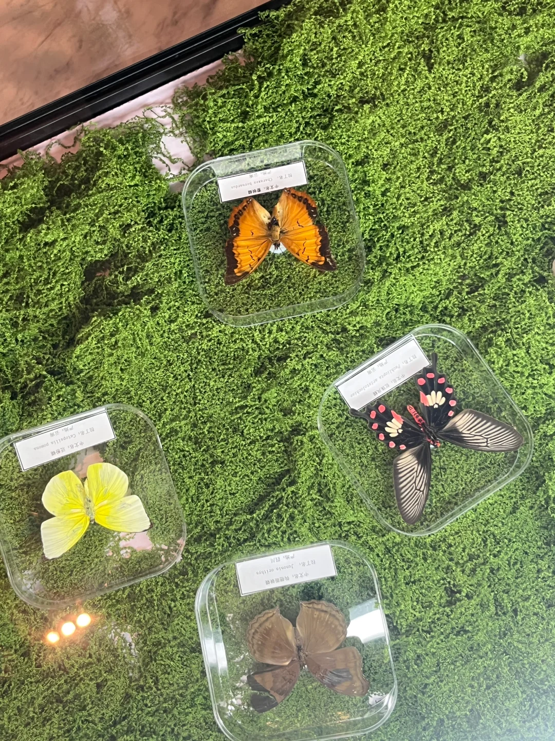 邯郸国庆避挤！巨型蝴蝶梦境超好拍