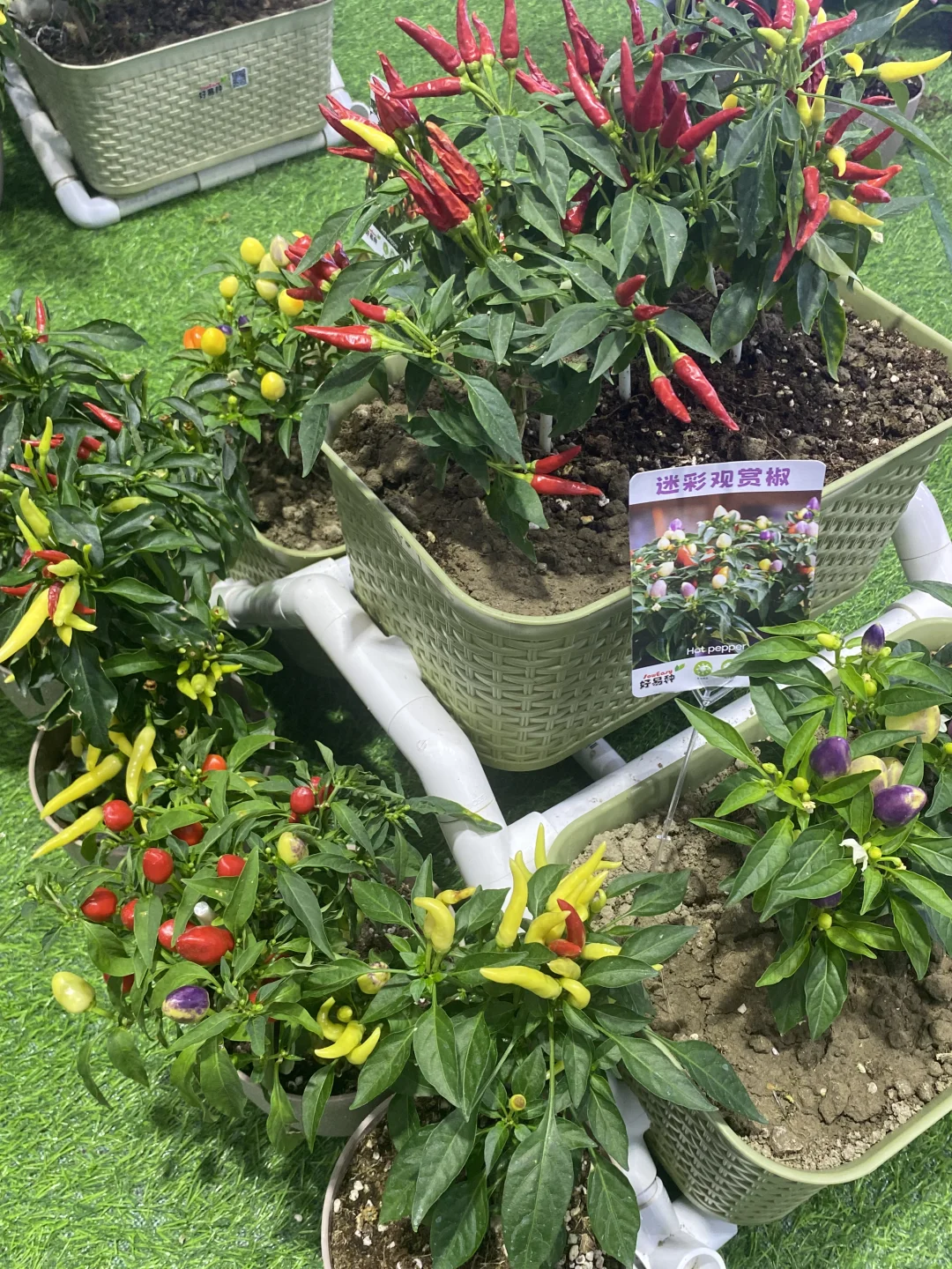 农交会太好吃啦～