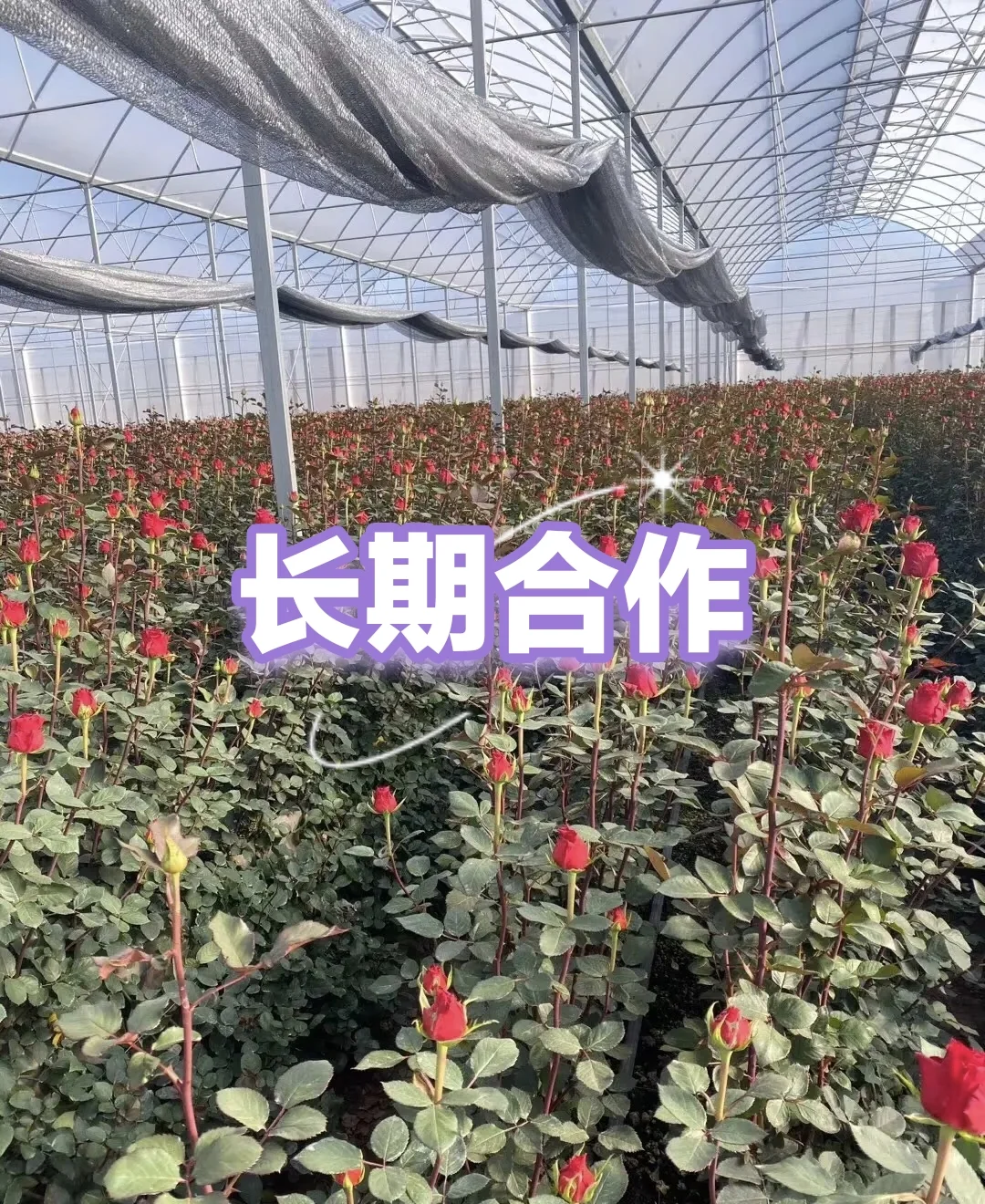 终于找到邯郸真正的鲜花源头种植基地了❗❗