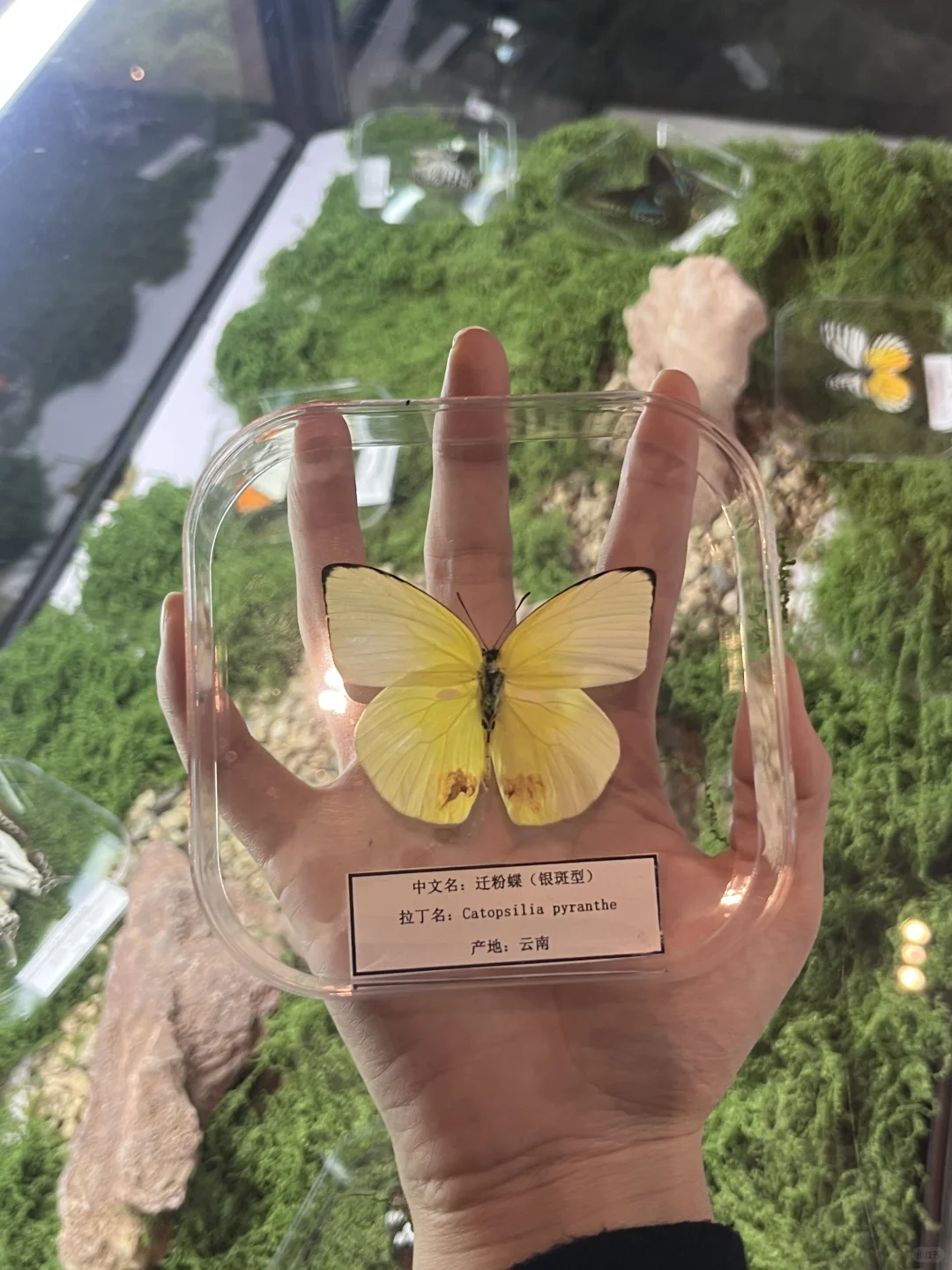 邯郸国庆避挤！巨型蝴蝶梦境超好拍