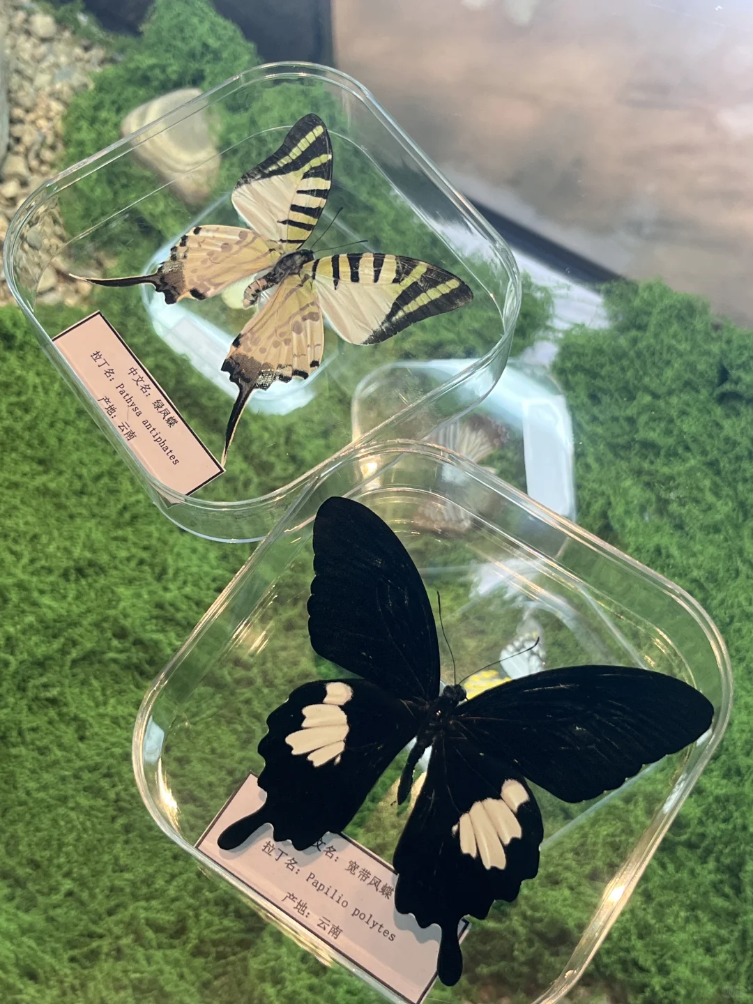 邯郸国庆避挤！巨型蝴蝶梦境超好拍