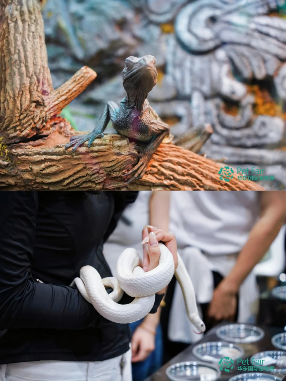 第6届华东宠物展，宠物狂欢等你来！ ?