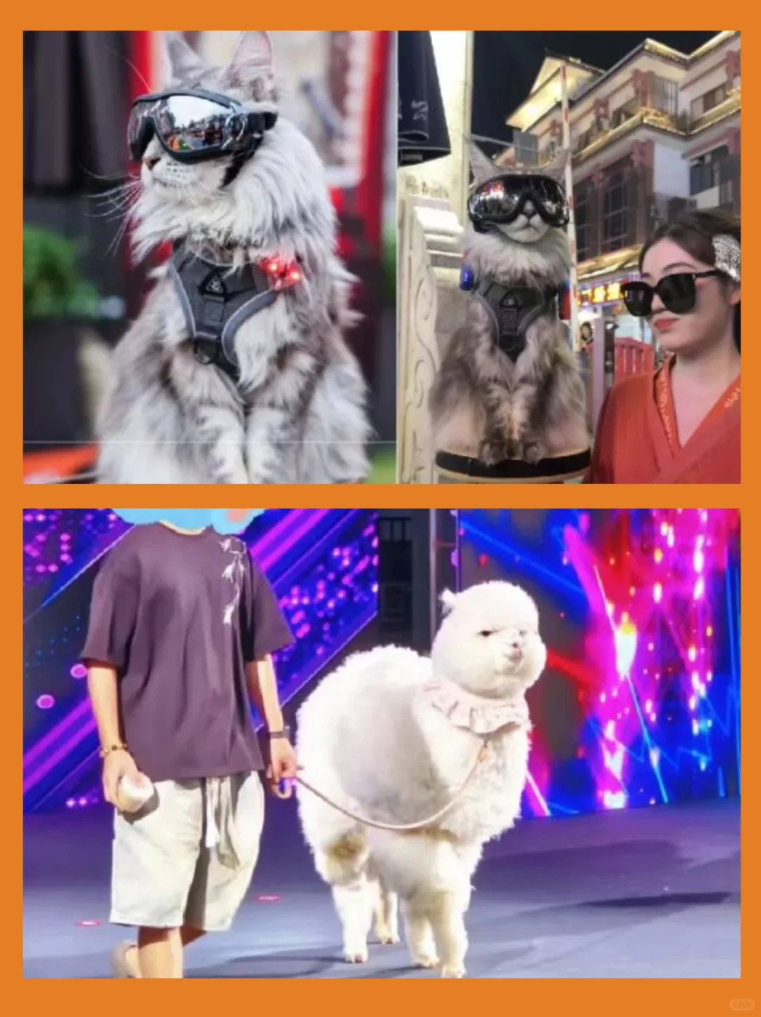 2025杭州宠潮会?掉落！带上你的毛孩子