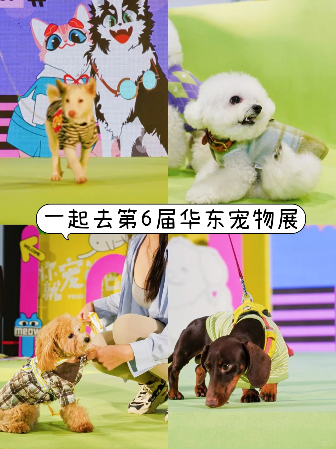 第6届华东宠物展，宠物狂欢等你来！ ?