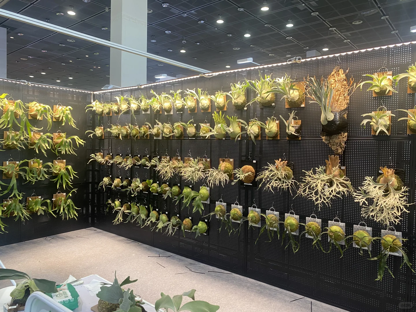 无锡热植展 一边拆箱一边买买买了