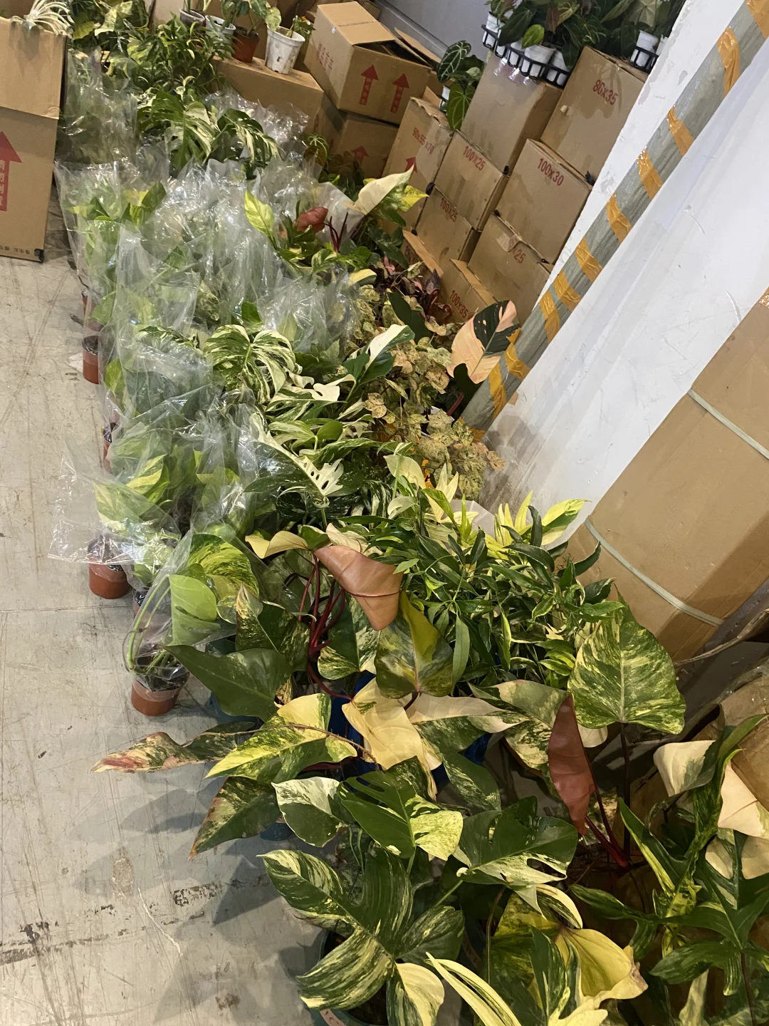 无锡热植展 一边拆箱一边买买买了