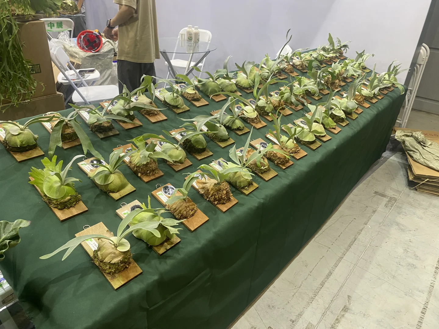 无锡热植展 一边拆箱一边买买买了