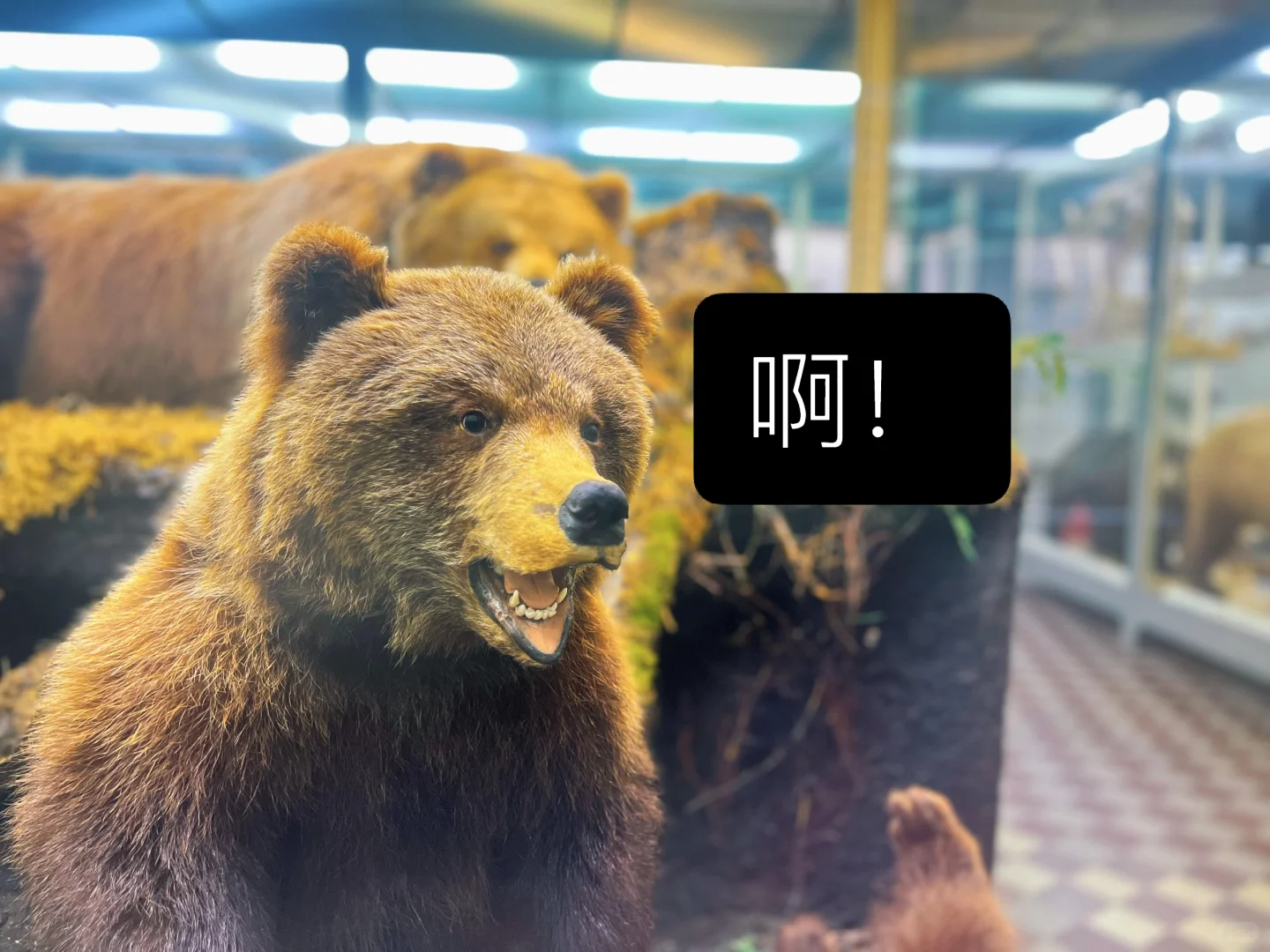 ??动物学博物馆奇妙夜