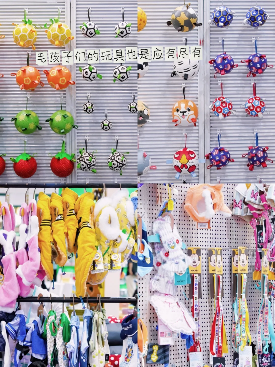 杭州铲屎官必冲!华东宠物展攻略&免费领票