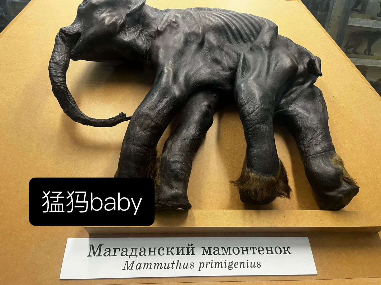 ??动物学博物馆奇妙夜