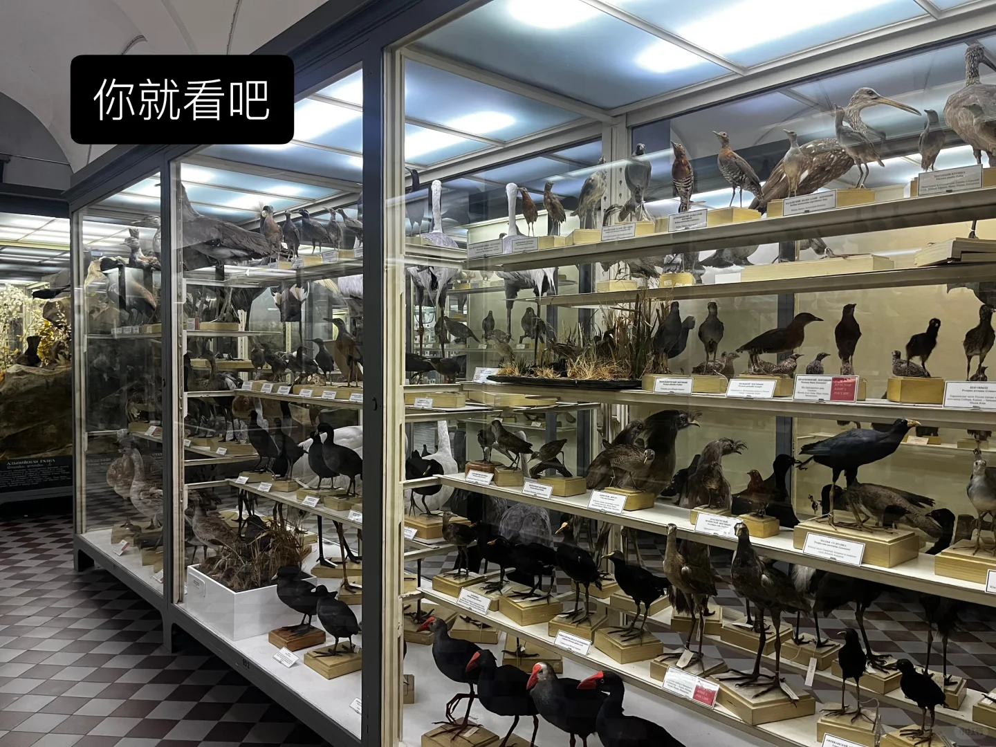 ??动物学博物馆奇妙夜