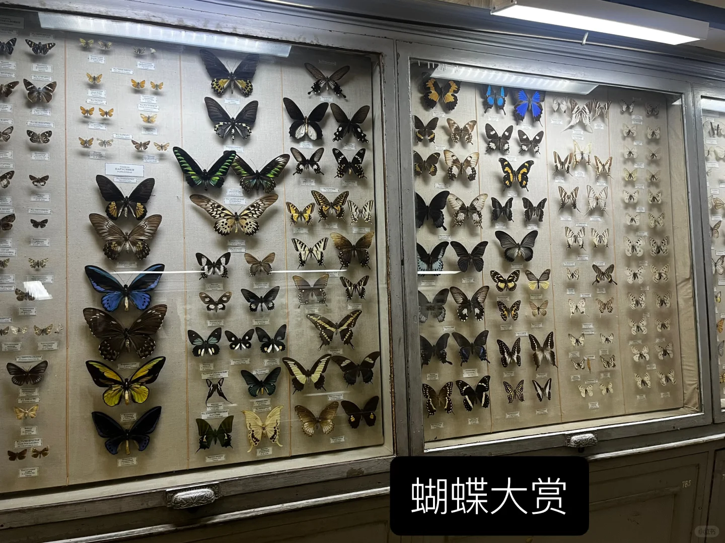 ??动物学博物馆奇妙夜