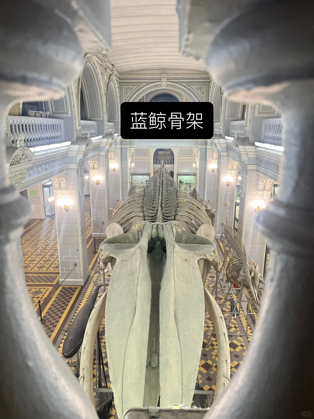 ??动物学博物馆奇妙夜