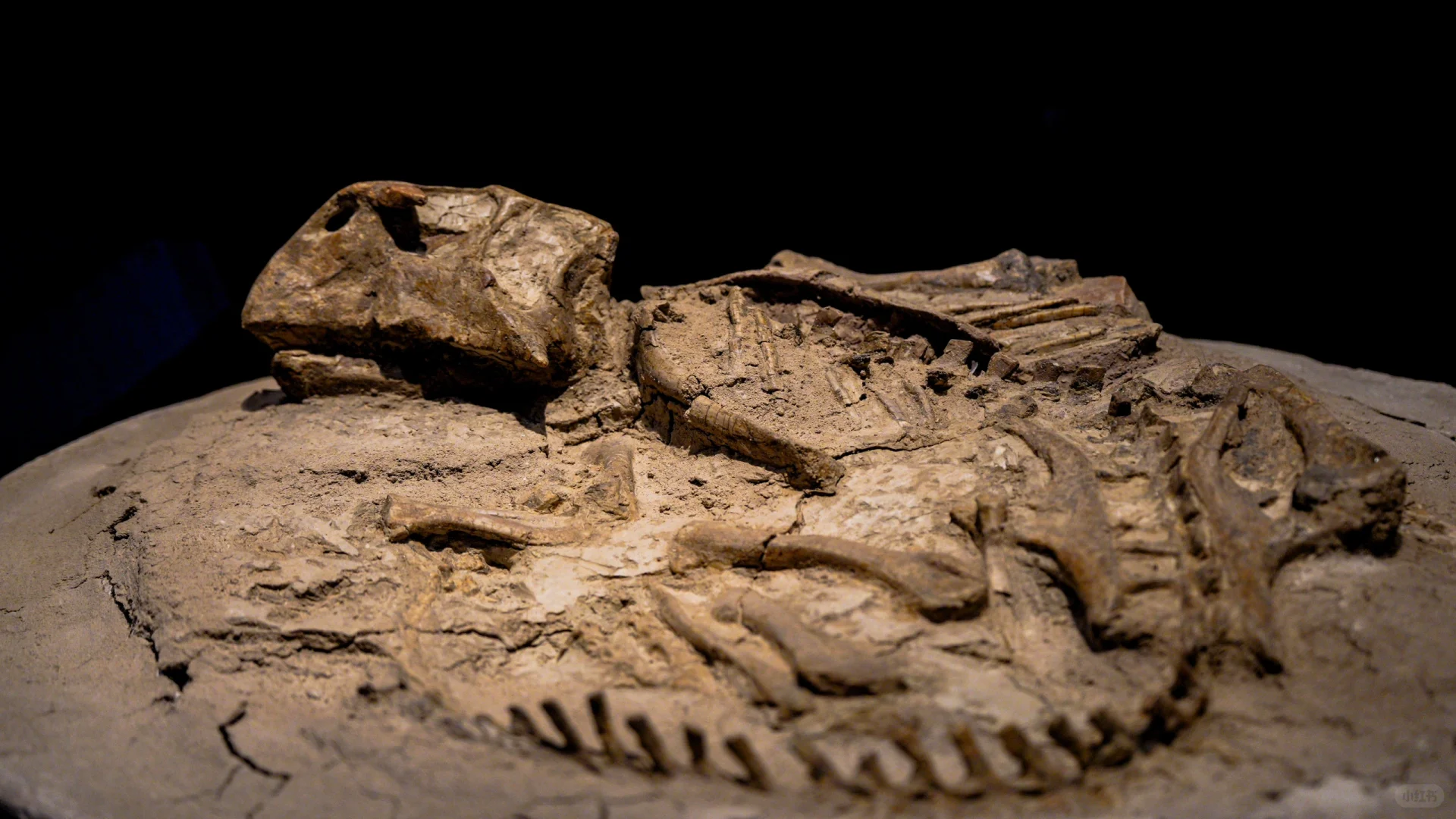 这些是镇馆之宝不容错过|呼市内蒙古博物院