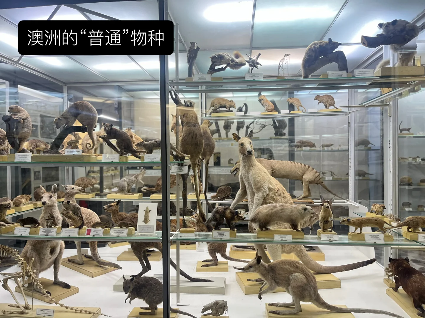 ??动物学博物馆奇妙夜