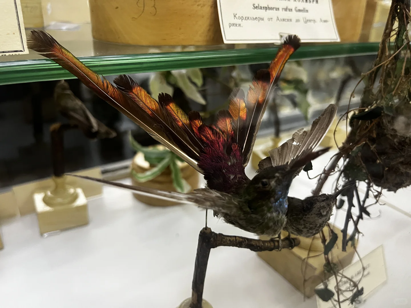 ??动物学博物馆奇妙夜