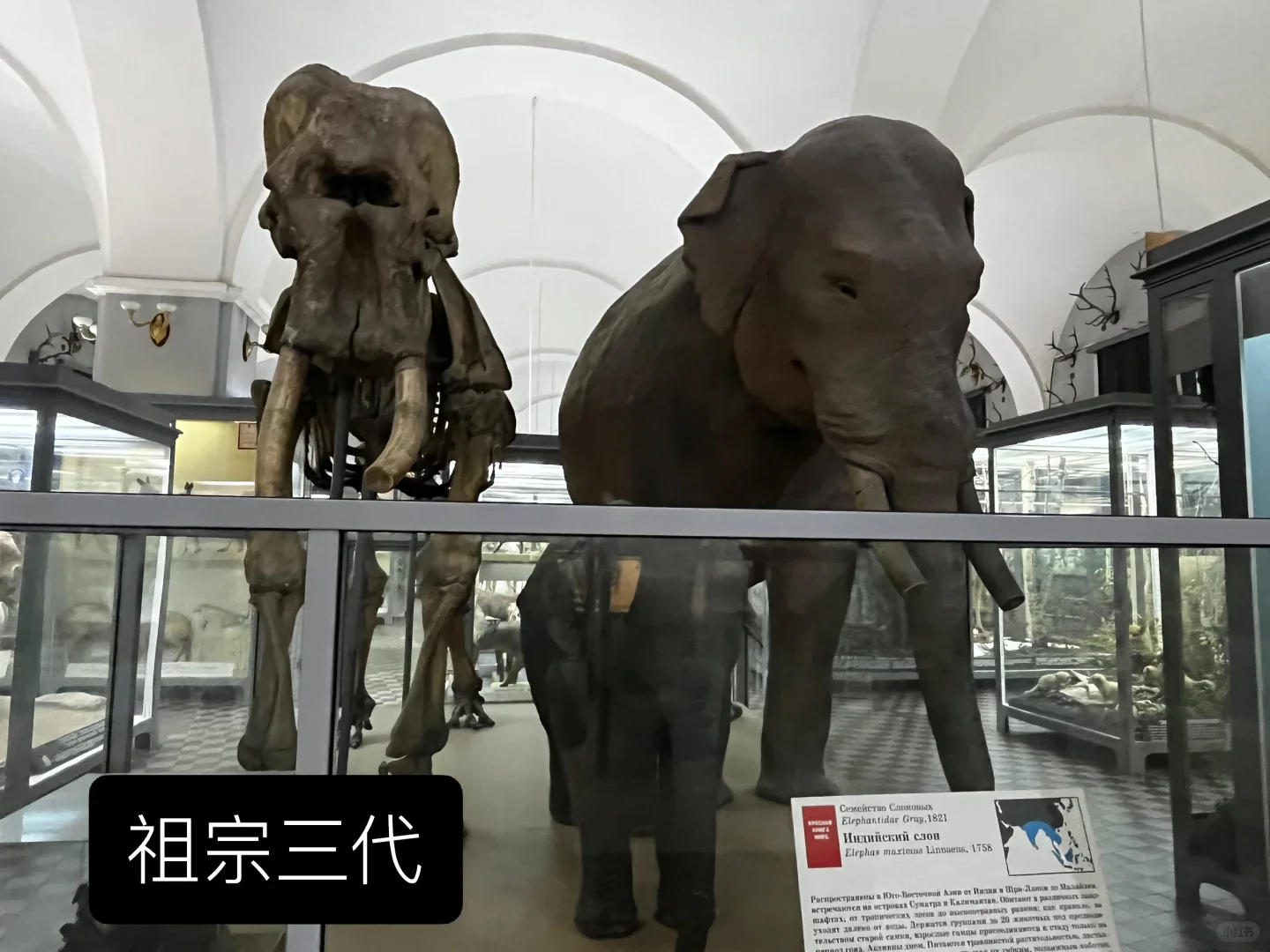 ??动物学博物馆奇妙夜