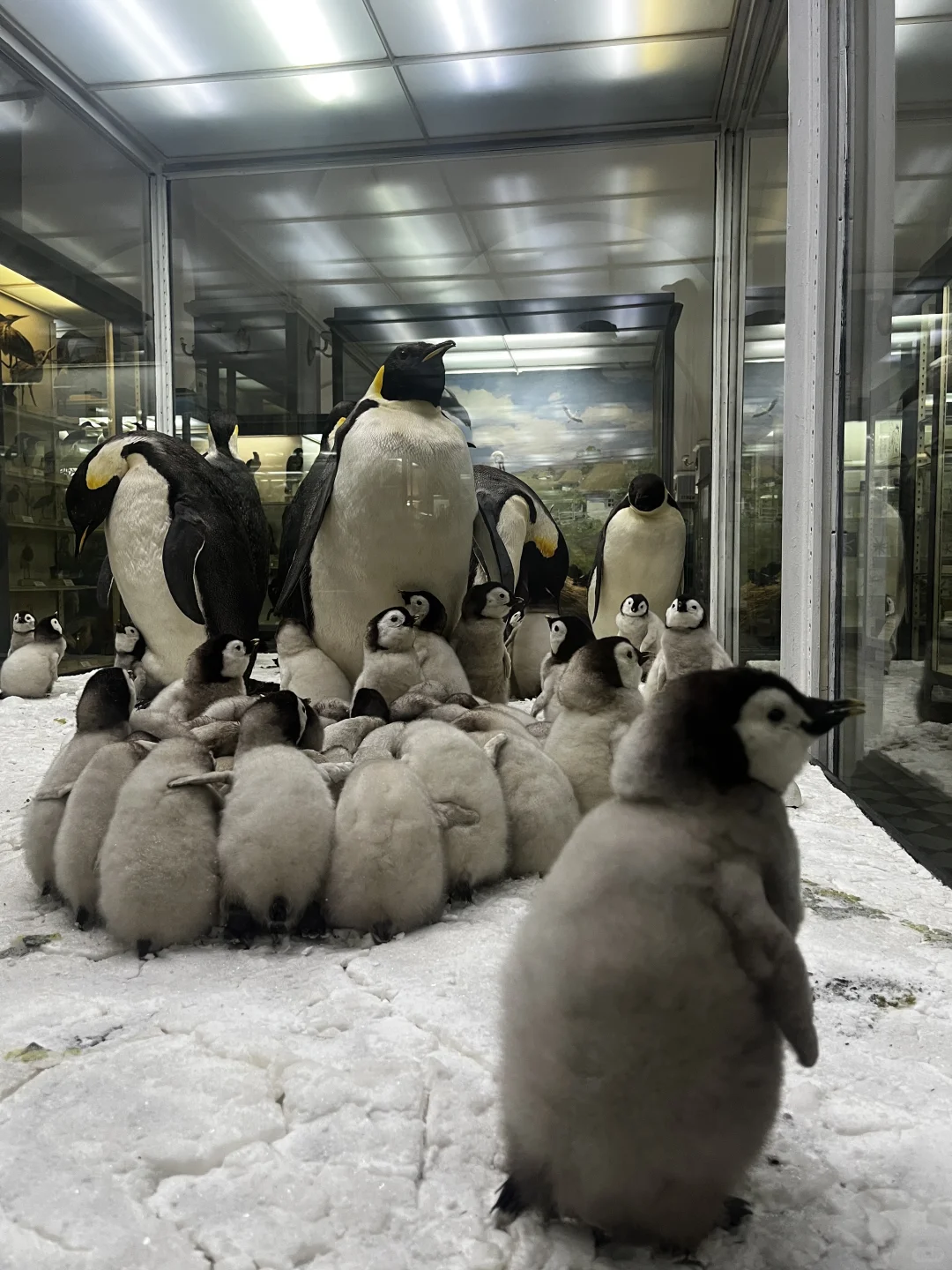 ??动物学博物馆奇妙夜